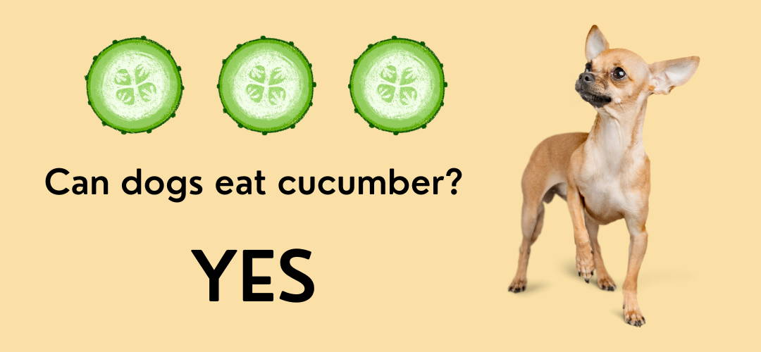 Will Cucumbers Give My Dog Diarrhea
